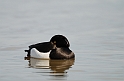 Tufted duck - C